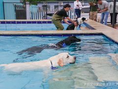 -趣玩宠物乐园寄养训犬训狗游泳池