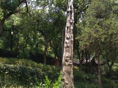 -府山公园