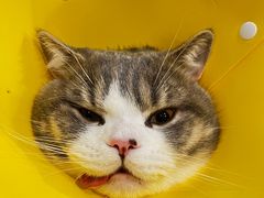 -喜多萌中农锦绣动物医院24H·猫科·牙科MRI·CT
