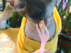 -李小姐の猫咖啡馆(五角场店)