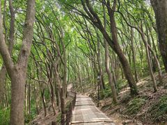 -苏州上方山国家森林公园