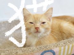 -楼上猫咖(罗湖店)