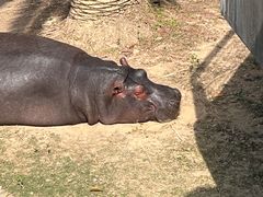 -泉州海丝野生动物世界