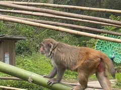 -西双版纳原始森林公园