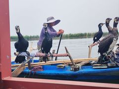 -白洋淀景区
