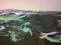 -成都浩海立方海洋公园