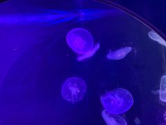 -临沂极地海洋王国