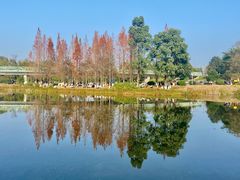 -白鹭湾湿地公园