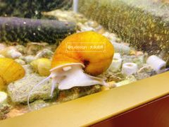 -上海大自然野生昆虫馆