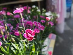 -黄埔古港