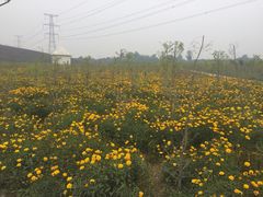 iphone_upload_pic-紫颐香薰山谷景区