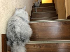 -猫友咖啡店(玉林西路店)