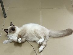 -瑞鹏宠物医院(大运分院)