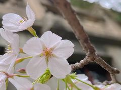 -武汉大学-樱园