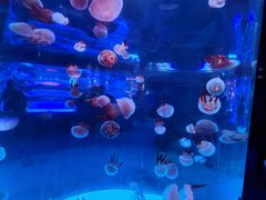 -左海海底世界