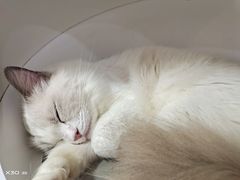 -李小姐の猫咖啡馆(五角场店)