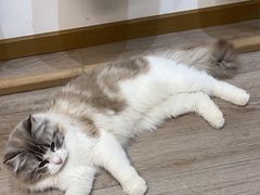 -柴迷FANS CLUB·柴犬狗咖·猫咖
