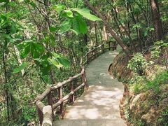 -铁山坪森林公园