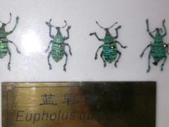 -上海昆虫博物馆