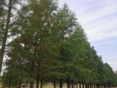 -羊亭河湿地公园