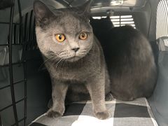 -北京恒爱动物医院(清景园分院)