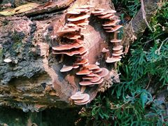 -广州白江湖森林公园