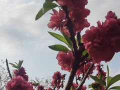 -南国桃园旅游度假区