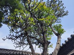 -朱家花园