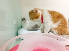 -糯米喵星人·撸猫猫舍咖啡馆(西市场嘉华店)