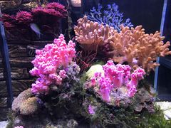 -中环花鸟鱼虫市场