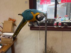 -观桥阁(锦溪店)