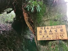 -阿里山神木遗迹