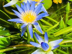 -国家植物园南园