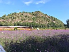 -紫海香堤香草艺术庄园