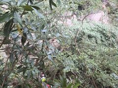 -安吉龙王山风景区
