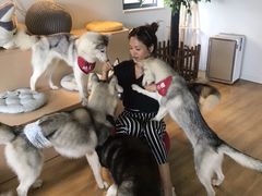 -Husky Go! 哈士奇体验馆·宠物咖啡厅狗咖