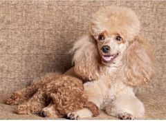 -瑞鹏宠物医院犬猫全科(真大分院)