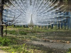 -沈阳森林动物园