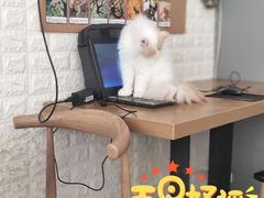 -平行世界·猫咖(首经贸店)