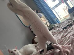 -张翻越·川渝冒菜·武汉黑鸭煲(城北万象城店)