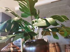 -齐河孔雀王温泉酒店·金孔雀自助百汇