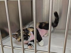 -美联众合动物医院·24h京西诊疗中心