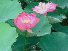 -沐仙湖湿地公园