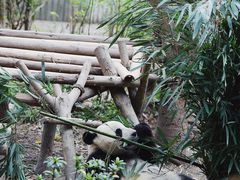 -成都大熊猫繁育研究基地