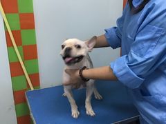 -宠颐生中康贝怡动物医院