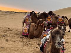 -银肯塔拉沙漠生态旅游景区