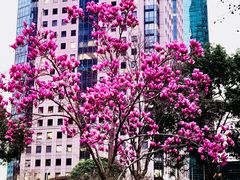 -陆家嘴中心绿地