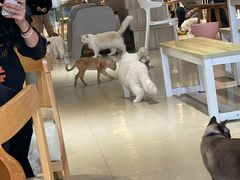 -藏猫猫咖啡主题馆(中央大道店)