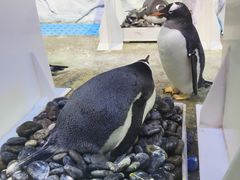 -芜湖新华联大白鲸海洋公园