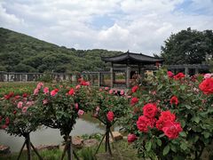 -龙寺生态园